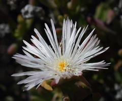 Mesembryanthemum longistylum