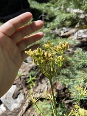 Ligusticum porteri