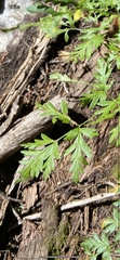 Ligusticum porteri