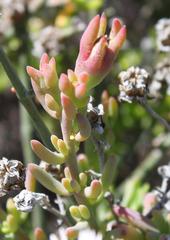 Mesembryanthemum longistylum