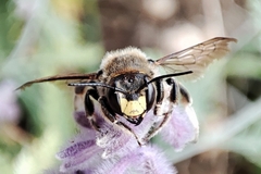 Anthidium septemspinosum
