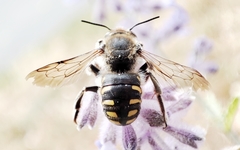 Anthidium septemspinosum