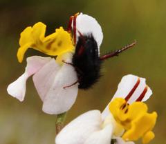 Disa flexuosa