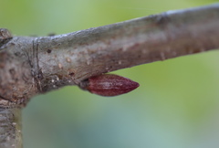 Andricus deciduatus