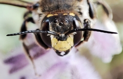 Anthidium septemspinosum