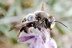 Anthidium septemspinosum