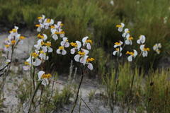 Disa flexuosa