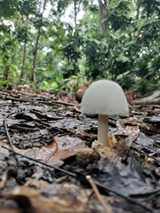 Volvariella bombycina