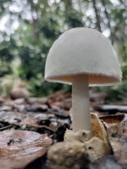 Volvariella bombycina