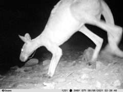Macropus