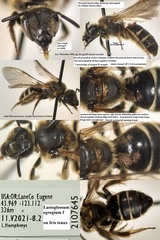 Lasioglossum egregium