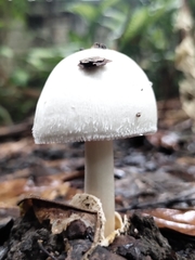 Volvariella bombycina