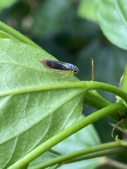 Dilobopterus costalimai