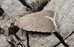 Caradrina flavirena