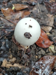 Volvariella bombycina