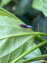 Dilobopterus costalimai