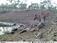 Macropus