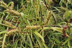 Veronica stenophylla