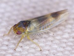 Kybos copula