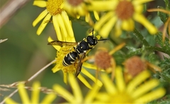 Stenodynerus blandus