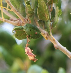 Callirhytis congregata