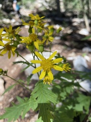 Senecio eremophilus