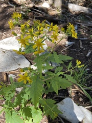 Senecio eremophilus