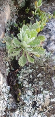 Euryops pectinatus pectinatus