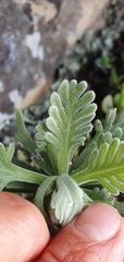 Euryops pectinatus pectinatus