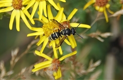 Stenodynerus blandus