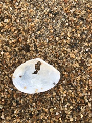 Macoma incongrua