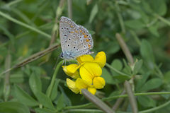 Polyommatus icarus