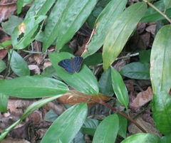 Euriphene