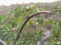 Merops variegatus image