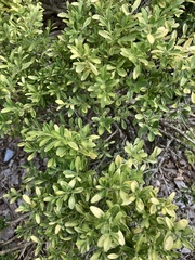 Buxus sinica