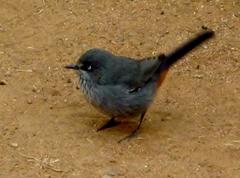 Curruca subcoerulea subcoerulea