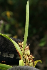 Veronica stenophylla