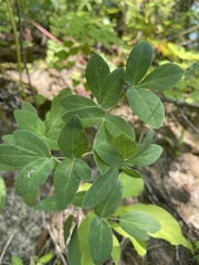 Taenidia integerrima