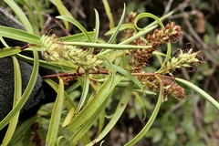 Veronica stenophylla
