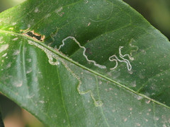 Phyllocnistis citrella