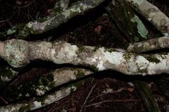 Pristimera longipetiolata