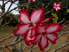 Adenium multiflorum