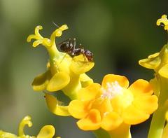 Anoplolepis steingroeveri