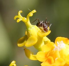 Anoplolepis steingroeveri