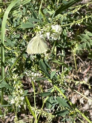 Pieris rapae