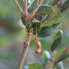 Callirhytis congregata