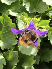 Bombus pascuorum