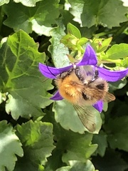 Bombus pascuorum