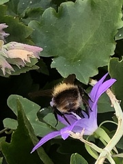 Bombus pascuorum