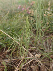 Thesium linophyllon